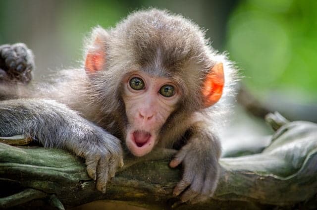 A surprised monkey with big eyes and an open mouth lies on a tree branch in a forest setting, as if astonished by the festive preparations for the Year of the Snake.