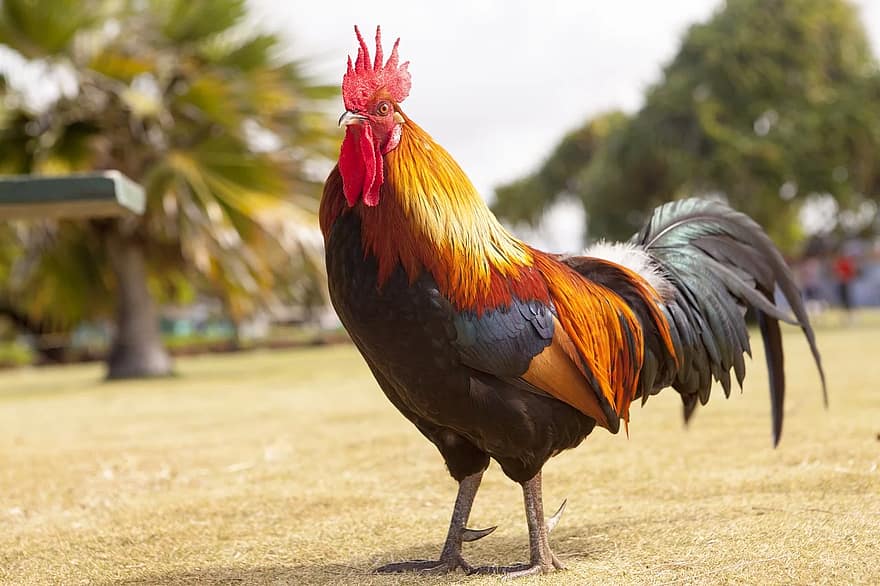 A rooster with vibrant red, orange, and black feathers stands on grass, celebrating the Chinese New Year beneath palm trees and a cloudy sky.