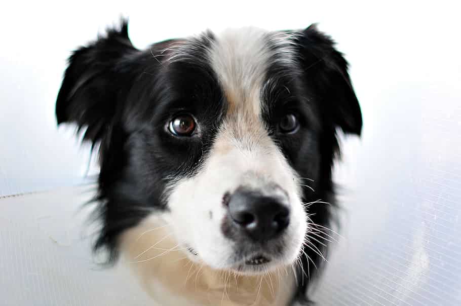 Close-up of a black and white dog with alert ears and a curious expression, reminiscent of a guardian in the year of the snake, against a plain background.