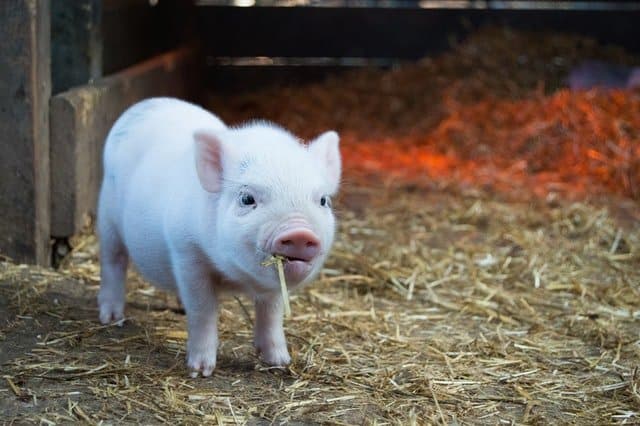 A small piglet stands on straw bedding, with a piece of straw in its mouth, evoking the playful spirit of a Chinese New Year celebration.