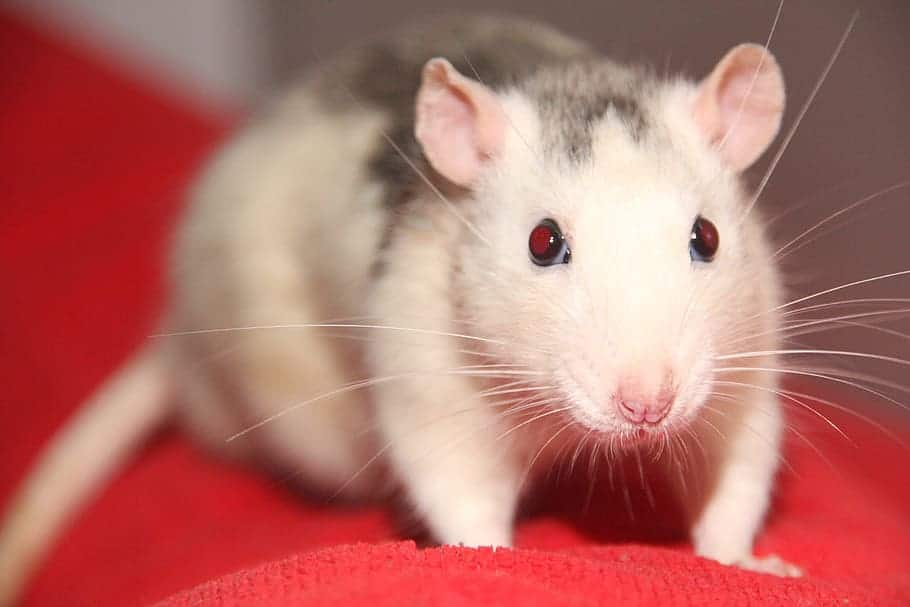 A domestic rat with white and gray fur sits on a red surface, looking forward, as if anticipating the Chinese New Year.