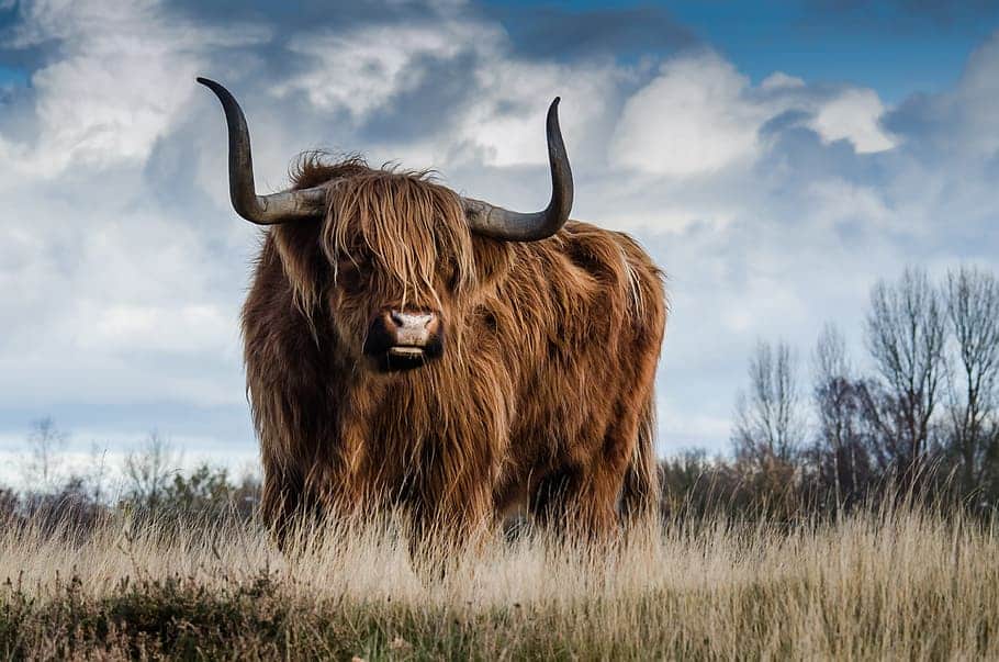 A Highland cow with long horns and shaggy fur stands in a grassy field under a cloudy sky, reminiscent of the serene landscapes often celebrated during Chinese New Year.