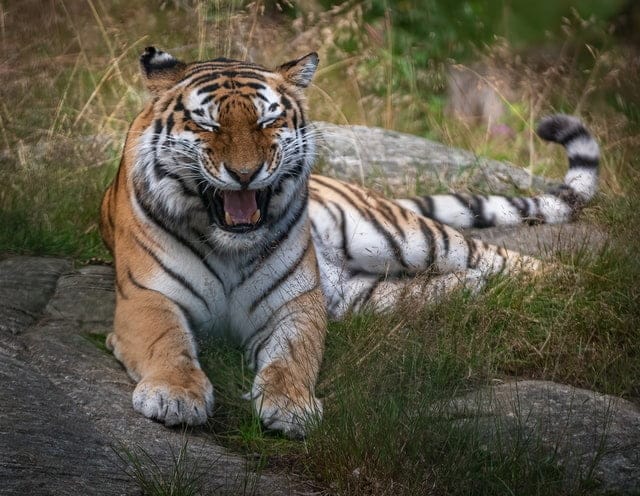 A tiger lies on grass and rocks, mouth open as if yawning or roaring, evoking the fierce spirit celebrated during the Chinese New Year.