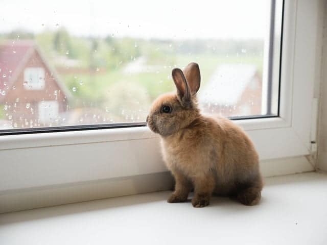 A small brown rabbit sits on a windowsill, gazing out at the rainy scene, contemplating the coming Chinese New Year.