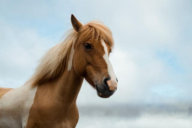 Against a cloudy sky, a brown and white horse with a flowing mane symbolizes grace and elegance, reminiscent of the dynamic spirit celebrated during the Chinese New Year.