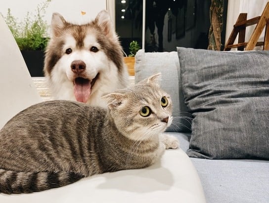 coronavirus in dogs and cats is generally mild