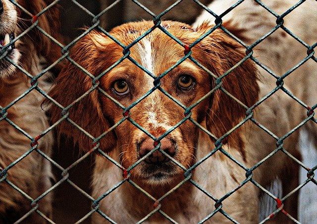 crate training a rescue dog or puppy might not be possible
