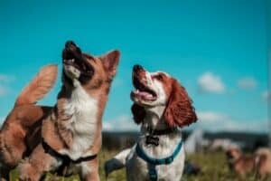 dog breed health problems are more common in certain breeds