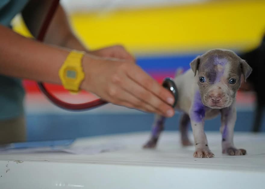 Speak to your vet to see if they can assess what breed your dog is.