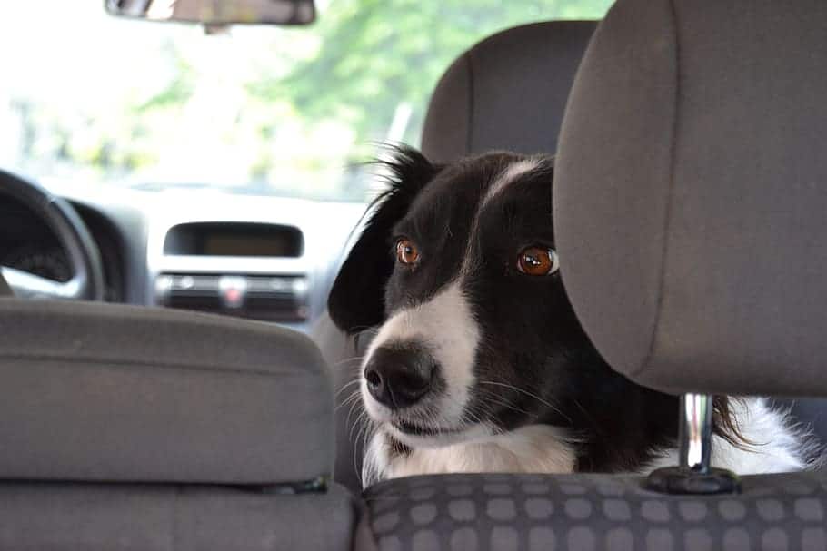 dogs in hot cars like this border collie are being placed in danger by owners