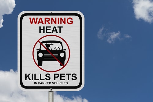dogs ins hot cars can die
