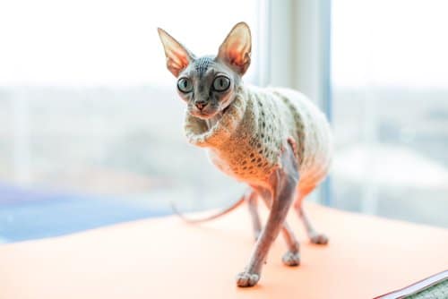 Dress up Your Pet Day sees this cat wear a sweater