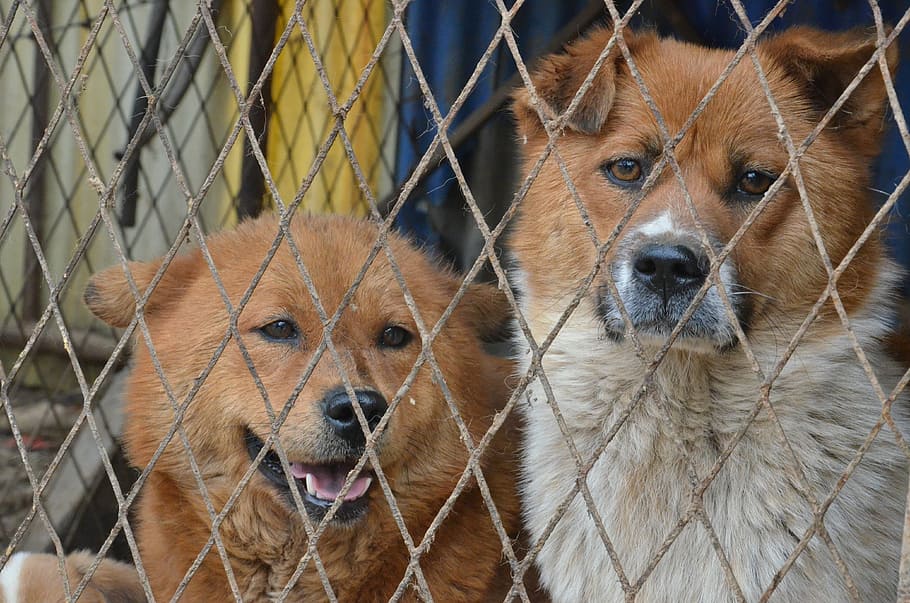 dogs in a puppy mill