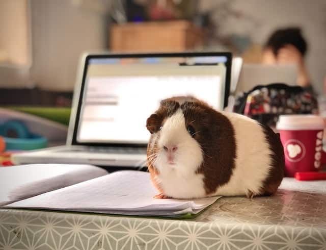 A Guinea pig is the family pet