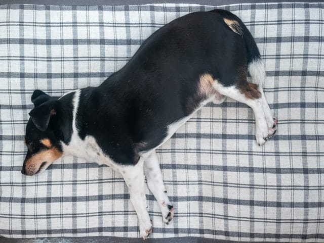 a fat dog is less likely to be active