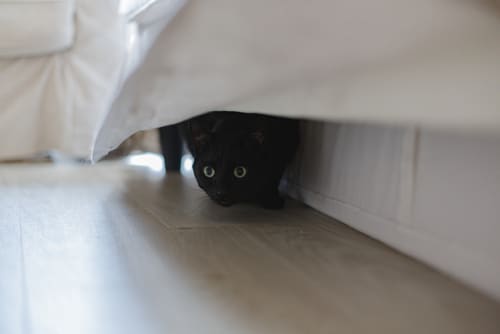 black cat under bed hiding from fireworks