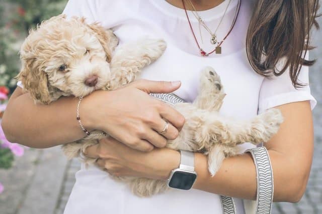 Foster a dog or cat like this golden poodle cross