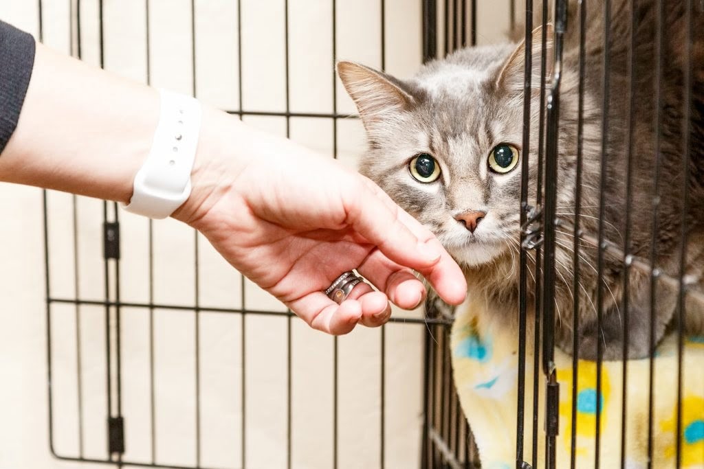 this cat was a lost pet in fire