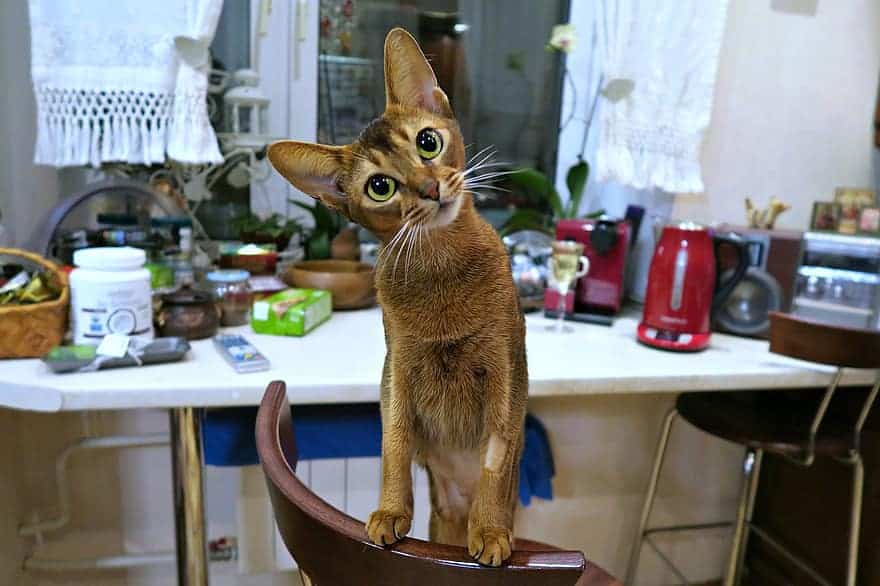 This Abyssinian cat, like the Scottish Fold, is one of the friendliest cat breeds around.
