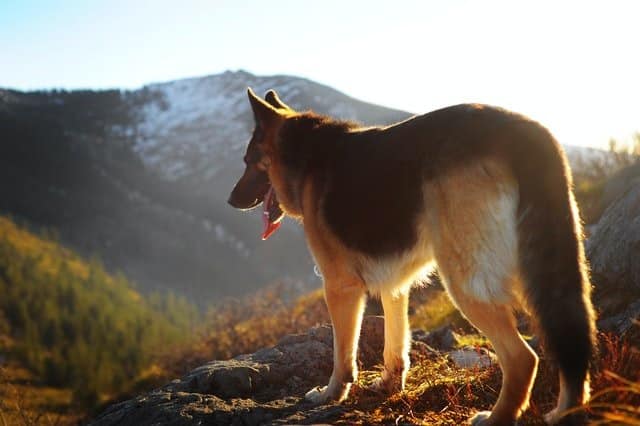 The German Shepherd resembles the wolf in build and form.