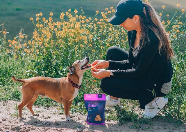 girl and dog have a happy national pet day with treats