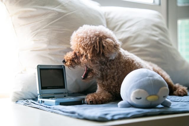 pooch watches dog movies with pet mum