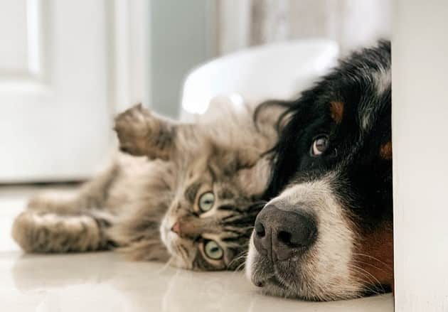 this cat and dog celebrate a happy National Pet Day!