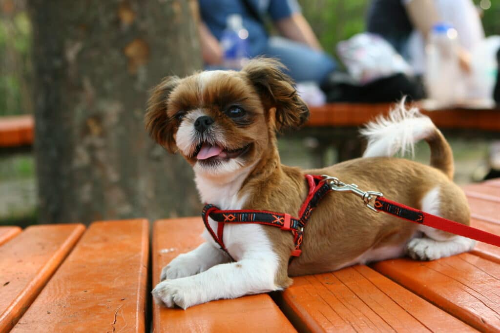 spend a day out walking with your dog for national pet day