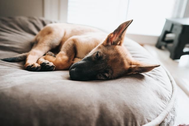 Hereditary conditions like hip dysplasia are more likely to affect this German Shepherd dog