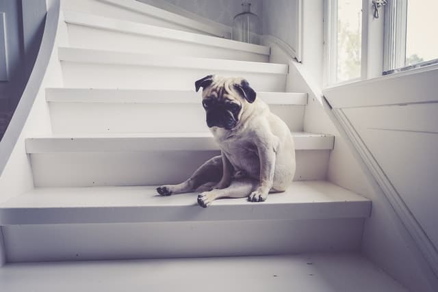 Hereditary conditions in dogs like Brachycephalic airways condition can affect Pugs like this one