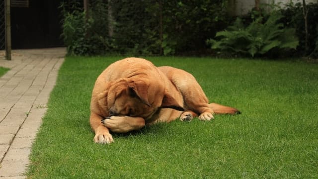 hereditary and congenital conditions in this dog require early identification 