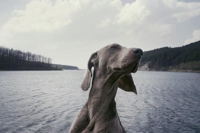 Weimaraner dog can be prone to congenital conditions in dogs like umbilical hernias