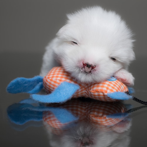 Maltese puppy with a congenital cleft palate