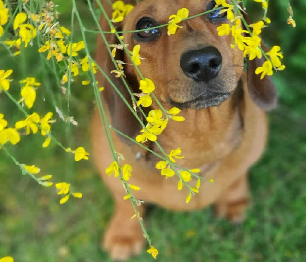 this Dachshund is prone to certain hereditary and congenital conditions in dogs