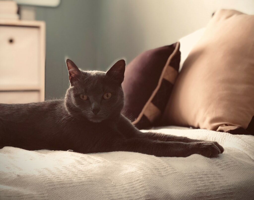 Give your pet a safe space during home renovations