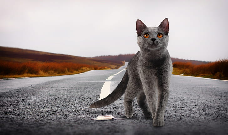 Cat microchips help return lost pets 20 times more effectively.. 