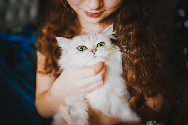 pet claims are as fast and flexible as this pet cat