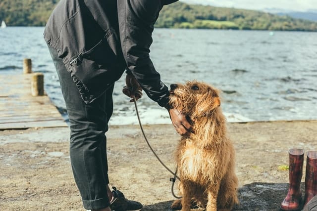 stop your dog pulling on the lead through reward based training