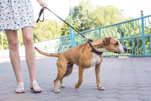 pet owner wonders 'how to stop your dog pulling on the lead?'
