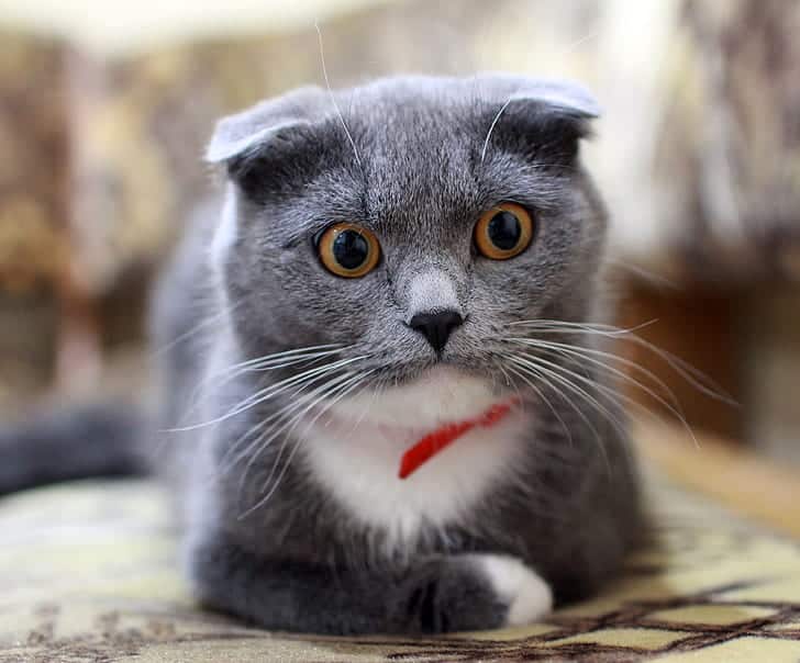 This cat is wondering how were cats domesticated and who his wild ancestors are. 