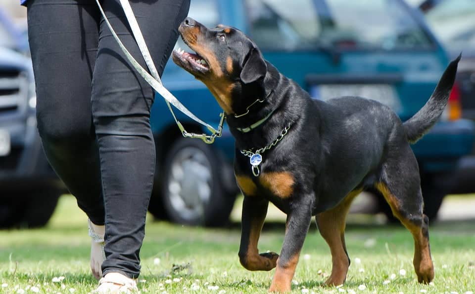 Puppy school love is emanating from this dog