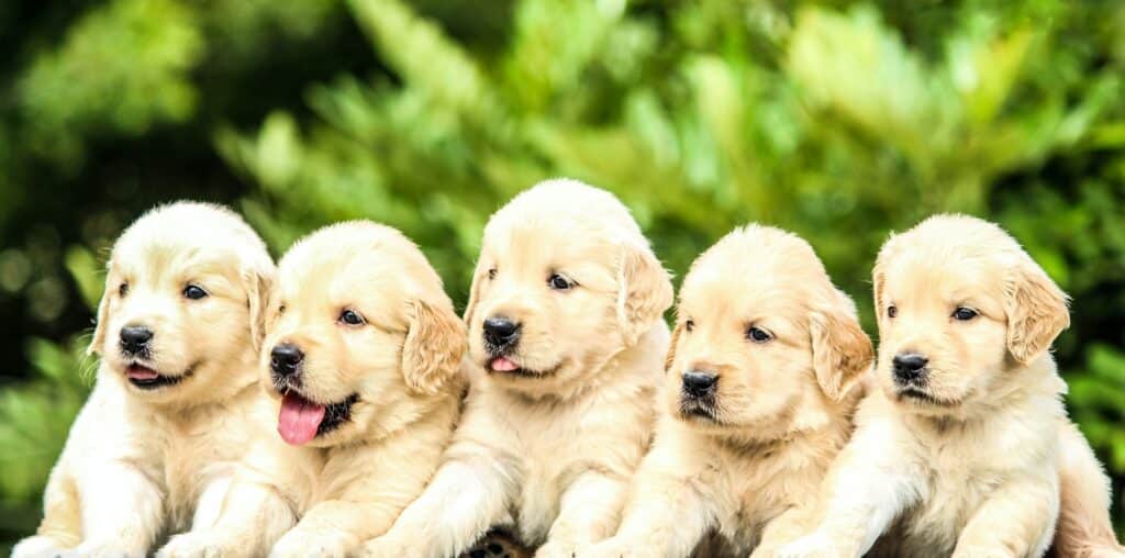 How to prove your dog is purebred in New Zealand before buying a puppy like these.