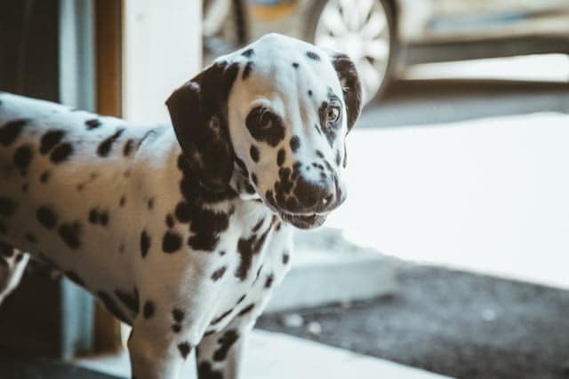 This is a purebred Dalmatian dog.
