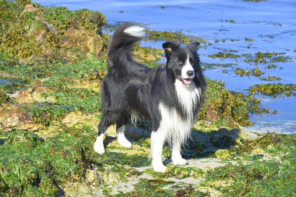Comparing breed markers may help you tell if this dog is purebred.