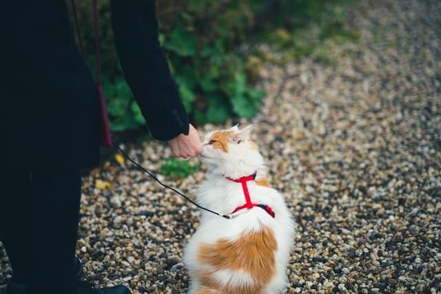 Use positive reinforcement to train a cat to walk on a lead.