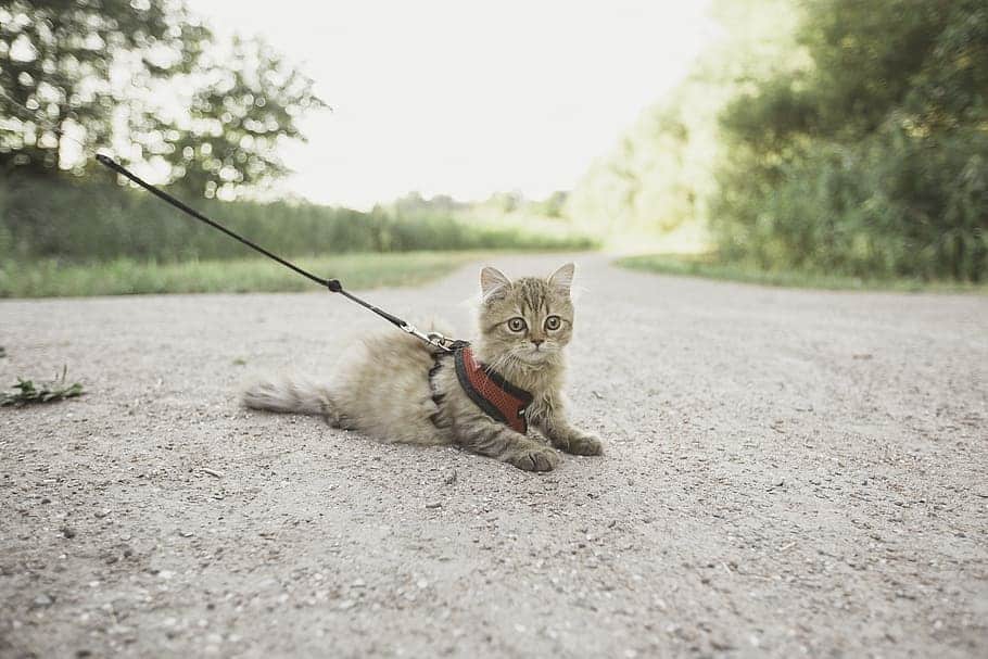 It's a grteat idea to train a cat to walk on a lead when they're still young.