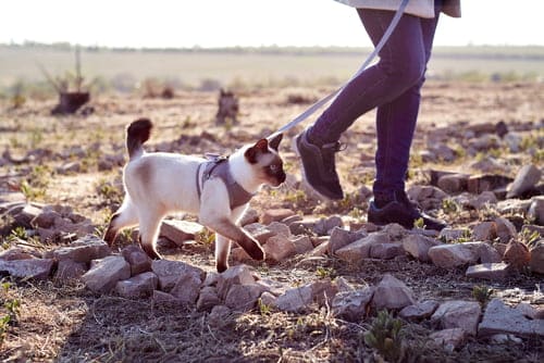 This pet parent is training a cat to walk on a lead.