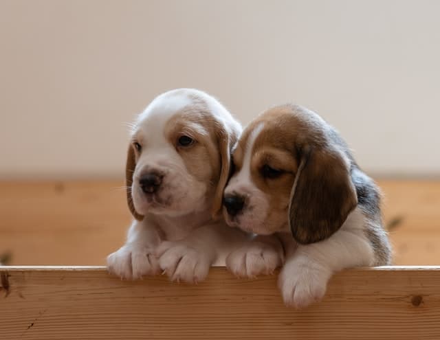 stop a puppy crying with crate training