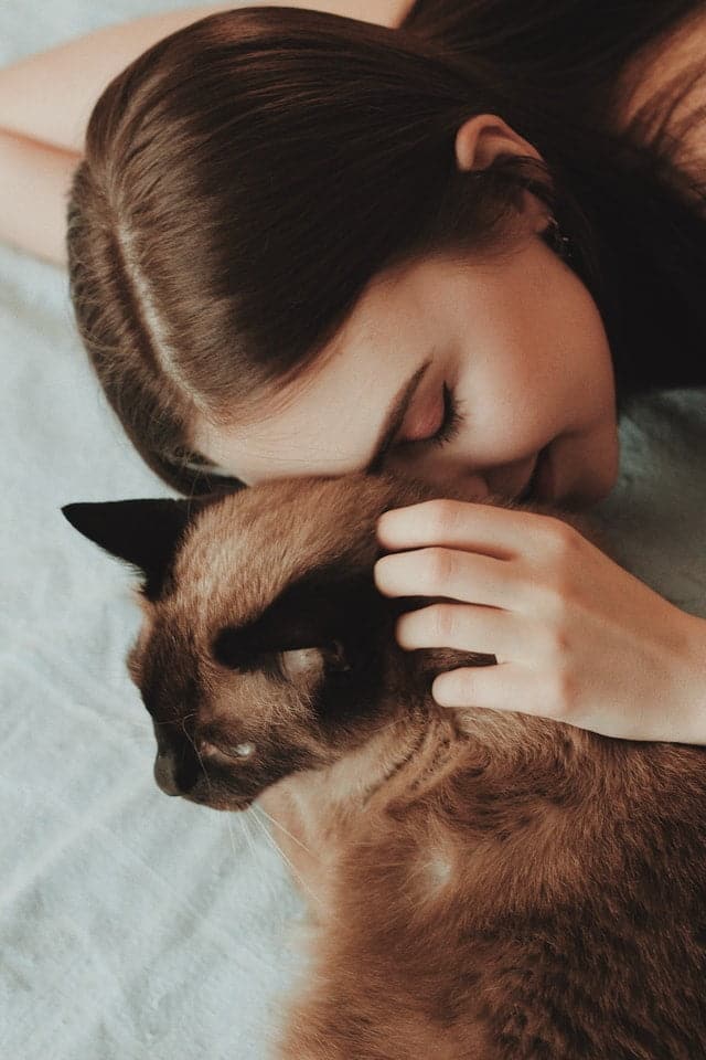 rubbing your forehead against your cat is a way to talk to cats and tell them you love them