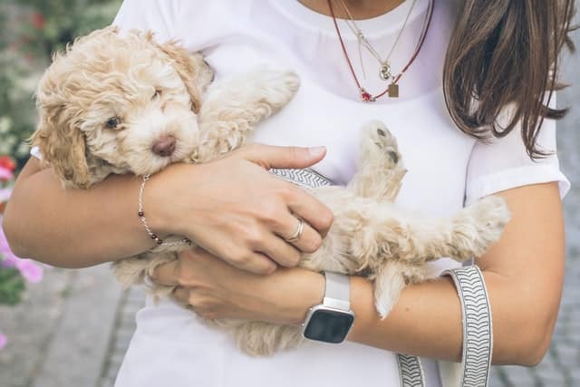 girl holding a cockapoo hybrid dog breed